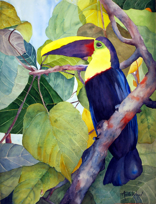 Black Mandibled Toucan