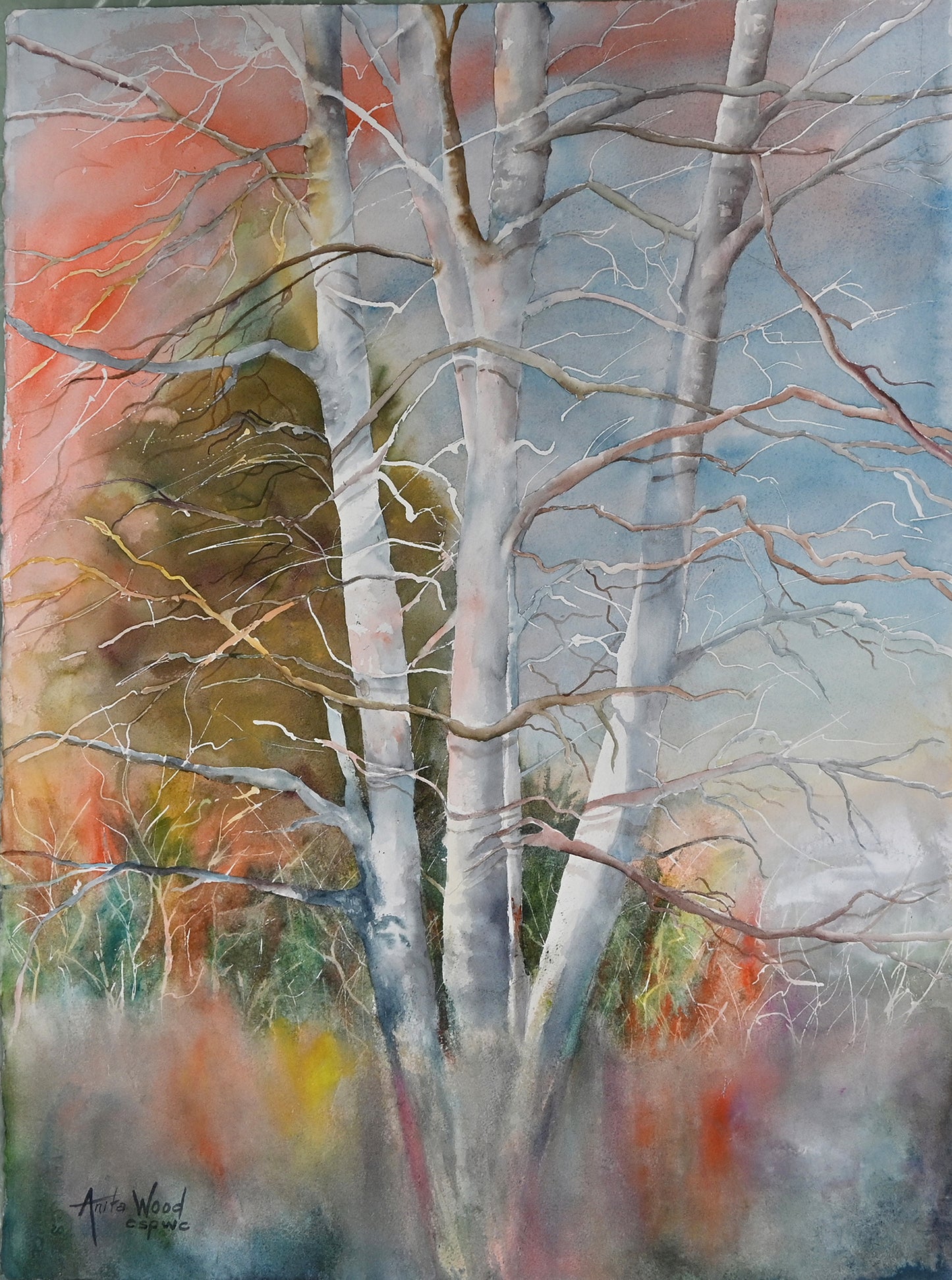 Birch Trees