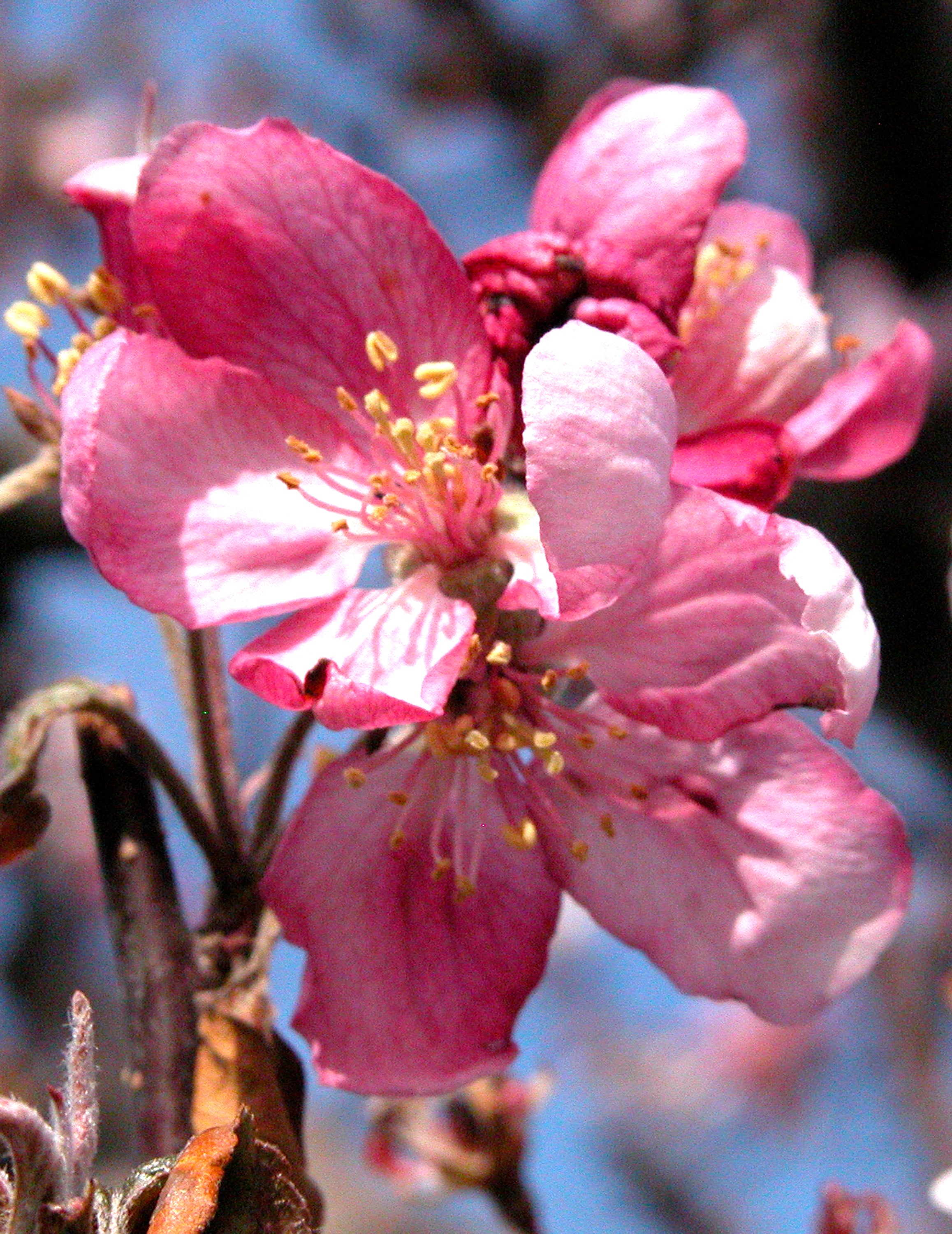 CRAB APPLE BLOSSOMS - Self Paced Video