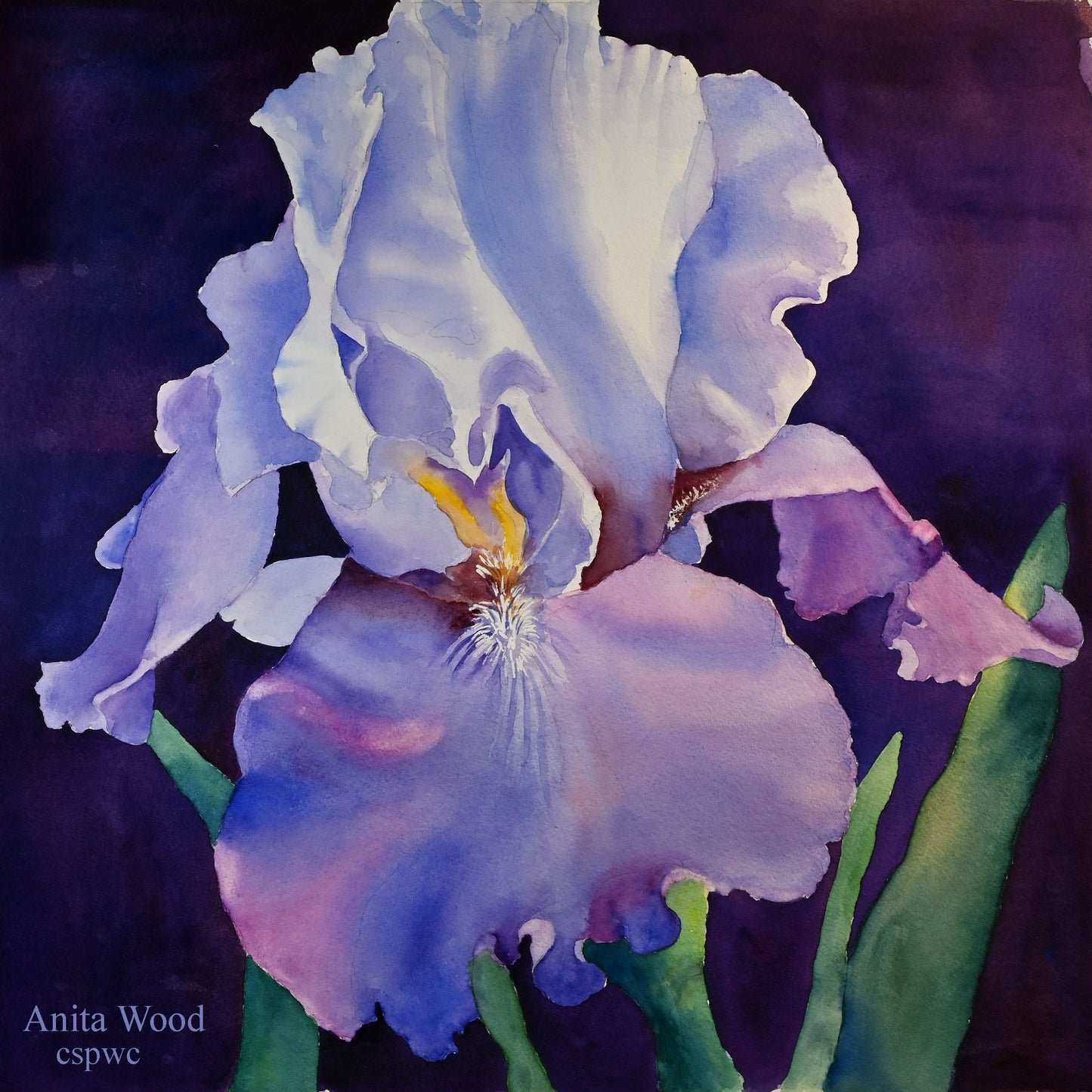 Irresistible Iris
