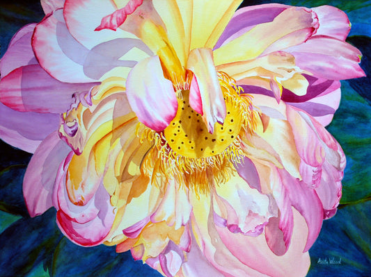 Lotus Blossom