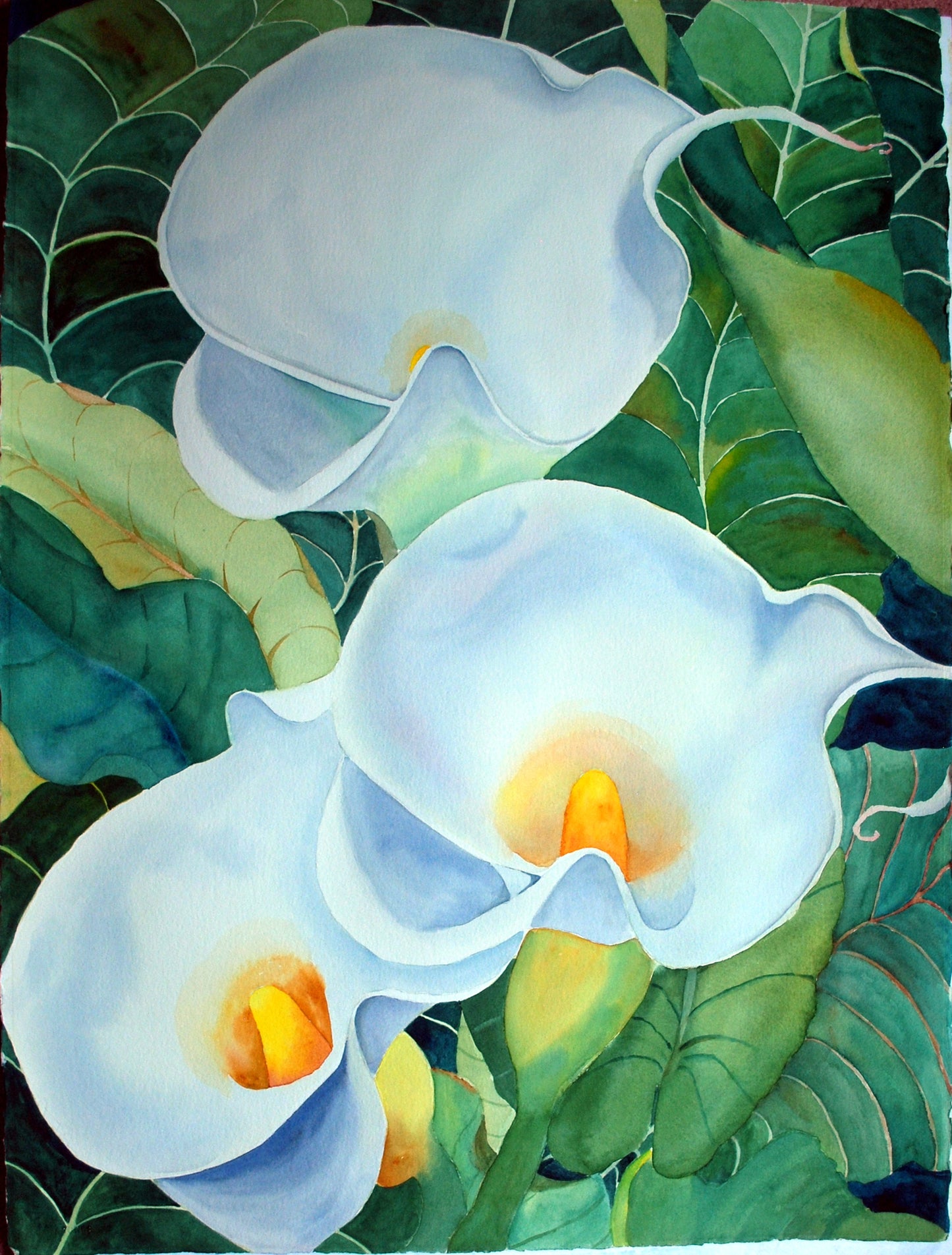 Beautiful White Callas